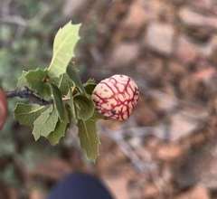 Atrusca capronae