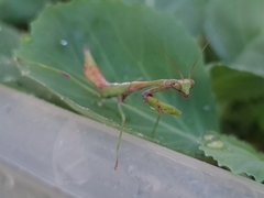 Parastagmatoptera unipunctata