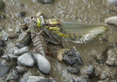 Phanogomphus kurilis