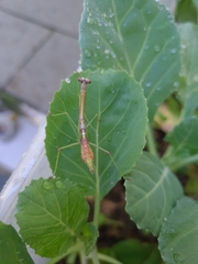 Parastagmatoptera unipunctata