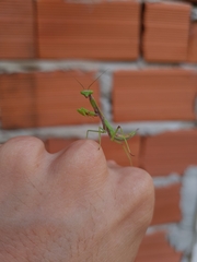 Parastagmatoptera unipunctata