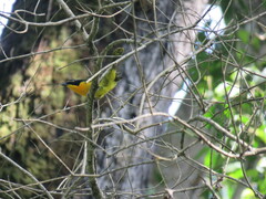 Telophorus nigrifrons