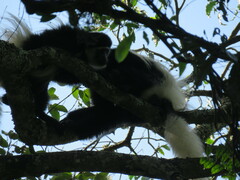 Colobus caudatus