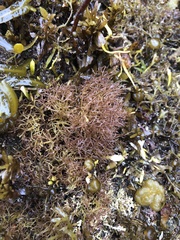 Lomentaria hakodatensis