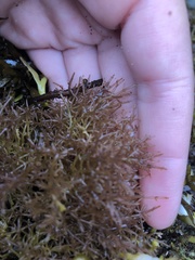 Lomentaria hakodatensis