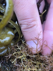 Lomentaria hakodatensis