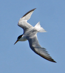 Sternula antillarum browni