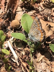 Polyommatus icarus