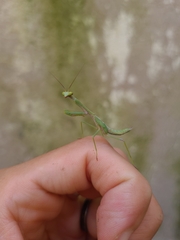 Parastagmatoptera unipunctata