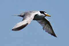 Sternula antillarum browni