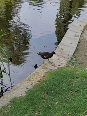 Gallinula chloropus