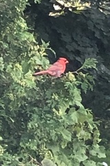 Cardinalis cardinalis