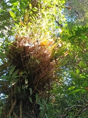 Dendrobium chryseum