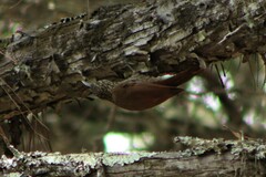 Lepidocolaptes affinis