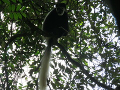 Colobus caudatus