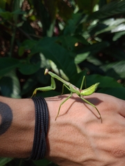 Stagmatoptera praecaria
