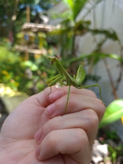 Stagmatoptera praecaria