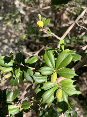 Trichilia triacantha