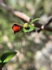 Trichilia triacantha