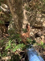 Trichilia triacantha