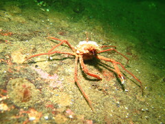 Chorilia longipes