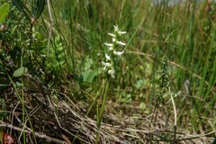 Spiranthes romanzoffiana