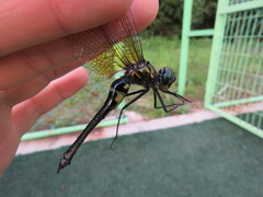 Somatochlora graeseri