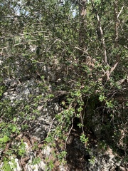 Trichilia triacantha