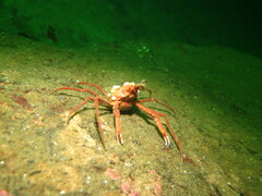 Chorilia longipes