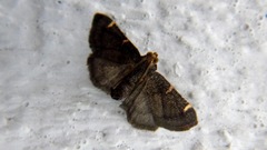Hypsopygia thymetusalis