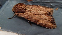 Apamea lignicolora