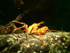 Chorilia longipes