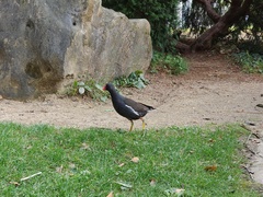 Gallinula chloropus