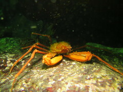 Chorilia longipes