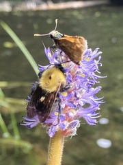Bombus perplexus