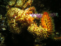 Acantholithodes hispidus
