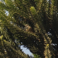 Leptasthenura setaria