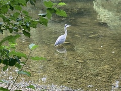 Ardea cinerea