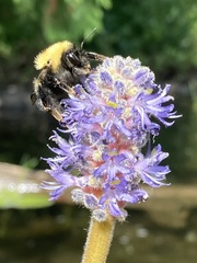 Bombus perplexus