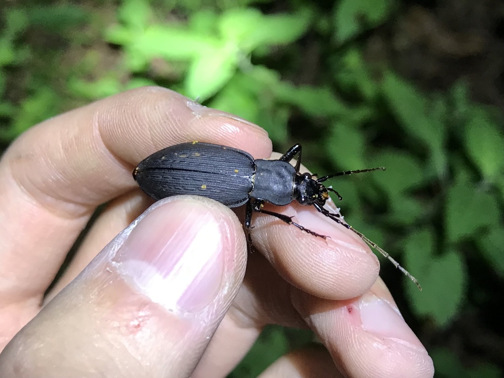 Carabus hiurai