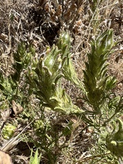 Dicranostegia orcuttiana