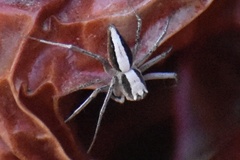 Oxyopes tridens