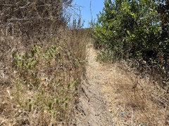 Dicranostegia orcuttiana