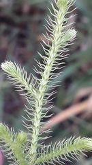 Lycopodium clavatum
