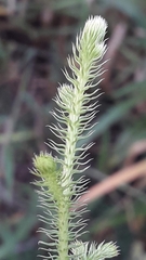 Lycopodium clavatum