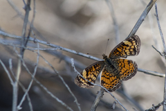 Phyciodes graphica graphica
