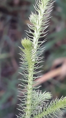 Lycopodium clavatum