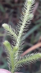 Lycopodium clavatum