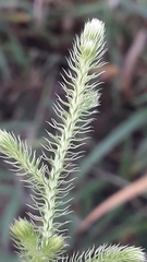 Lycopodium clavatum
