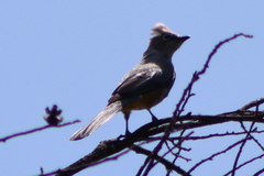 Ptiliogonys cinereus